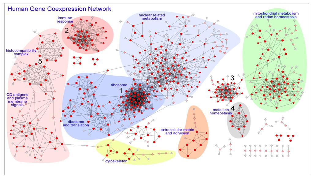 Human Gene Coexpression